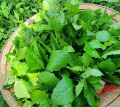 Cây này nghe tên lạnh cả gáy, xưa cho lợn ăn nay thành đặc sản, giá trên dưới 100.000đ/kg, cứ nhắc đến là ai cũng thích