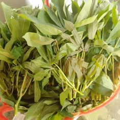Cứ tưởng trồng chỉ để lấy củ ai ngờ lá của cây này cực ngon, chỉ nấu với lạc thôi đã được món rẻ mà hấp dẫn