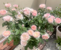 Đây là “nữ hoàng” mới trong thế giới hoa hồng, vừa đẹp vừa thơm lại kháng bệnh, nở thường xuyên