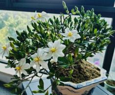 Đây là “vua” hoa trồng chậu, nở quanh năm đẹp như ngọc, thơm như nước hoa, giúp hút tài lộc vào nhà
