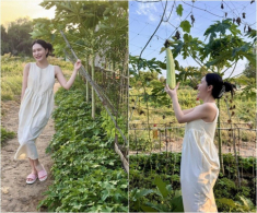 Đoàn Di Băng khoe vườn rau đầu hè xanh mơn mởn, bầu đóng từng thùng, ai đi ngang nhìn cũng thích