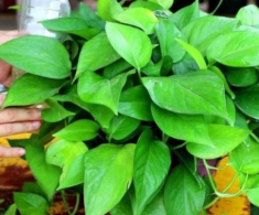 Đừng chỉ tưới nước lã cho cây trầu bà nữa! Thêm thứ này vào nước lá vừa xanh đậm vừa bóng mượt, ra cành mới ầm ầm