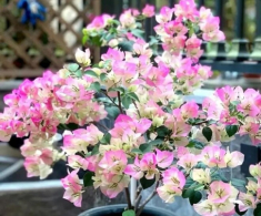 Đừng chỉ tưới nước lã cho hoa giấy! Hãy thêm thứ này vào, cây phát triển khỏe mạnh, nở hoa rực rỡ quanh năm