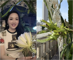 “Hoa hậu độc nhất vô nhị Việt Nam” mát tay trồng quả ngọt trên sân thượng “lâu đài trắng” 1.000m2