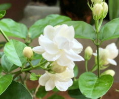 Hoa nhài vừa đẹp vừa thơm nhưng nhà ở 3 hướng, người thuộc 2 mệnh này không nên trồng