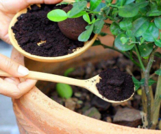 Không phải bia, cứ 7 ngày rắc bột này xung quanh gốc cây, điều kỳ diệu sẽ xảy ra