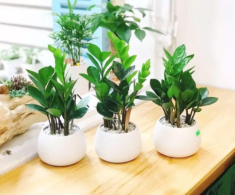 Loại cây cực hiếm khi ra hoa nhưng đặt một chậu trong nhà, tài lộc ào ào đến