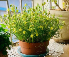 Loại cỏ này nở hoa đẹp như hoa lan, thơm nồng nàn, 1 chậu sẽ biến thành 3 chậu sau một năm trồng