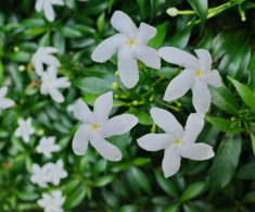 Loài hoa nghe tên đã thấy phúc khí đầy nhà, nở quanh năm, tỏa hương dịu dàng, giá chỉ 10.000 đồng/cây