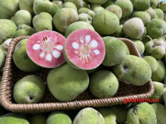 Loại quả xưa chín rụng đầy không ai ngó ngàng, nay thành đặc sản dân thành phố thích mê vì vị lạ, đem kho cá siêu ngon