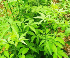 Loài rau dại cùng họ với nhân sâm, nay thành đặc sản giá 60.000 đồng/kg, cắm cành vào đất 10 ngày là bén rễ
