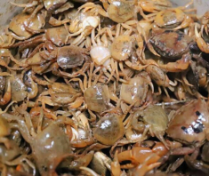 Mua cua đồng về chớ dại nấu luôn, ngâm ngay vào thứ nước này, giun sán trong cua phải bò ra hết mới yên tâm