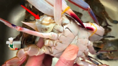 Mua cua ghẹ đừng chỉ chọn con to! Muốn biết cua nhiều thịt không, hãy nhìn 4 điểm này đảm bảo chọn con nào chuẩn con đó