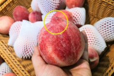 Mua đào, người bán hé lộ cứ thấy chỗ này nhọn lên là ngon ngọt, giờ tôi đã hiểu vì sao