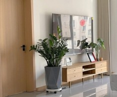 Ngày càng nhiều người từ bỏ cây kim tiền, 4 nhược điểm này khiến ai cũng phải ngán ngẩm