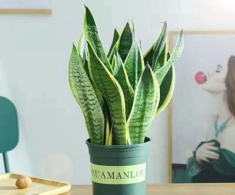 Ngày càng nhiều người từ bỏ cây lưỡi hổ, 4 điểm trừ lớn khiến loại cây “quốc dân” này mất điểm