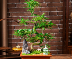 Người giàu thích trồng 3 loại cây này hơn hoa, vừa sang vừa hút tài lộc, bảo vệ sức khỏe cả nhà