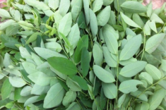 Những loại rau nhiều người hay bị nhầm lẫn, nếu chọn sai nấu sẽ mất ngon lại còn gây ngộ độc