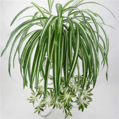 Những người thuộc 3 mệnh này nếu trồng cây lan chi sẽ tăng tài lộc, sự nghiệp thăng tiến
