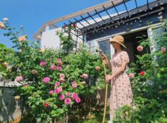 “Ốc đảo xanh mát” ở penthouse tầng 23 của mẹ đảm Bình Dương: Hoa hồng tỏa ngát hương, vườn rau trái trĩu quả