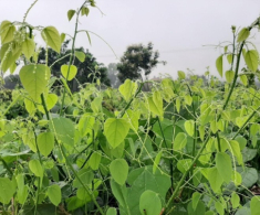 Rau dại chống đói nay thành đặc sản giá 75.000 đồng/kg, cắm cành vào đất là bén rễ, cách 4 ngày thu hoạch 1 lần