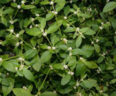 Rau dại mọc bờ bụi nay thành đặc sản, giá 70.000 đồng/kg, trồng siêu dễ, gieo hạt một lần thu hái nhiều năm