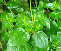 Rau dại Nhật coi là “rau trường thọ”, Việt Nam mọc khắp nơi, giá 150.000 đồng/kg nhưng trồng một lần ăn cả đời