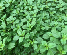 Rau mọc hoang nay thành đặc sản, giá 50.000 đồng/kg nhưng hạt chạm đất là mọc, trồng 20 ngày là có ăn