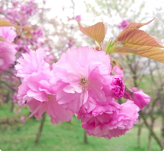 Sakura Sakuyahime – Khi hoa anh đào trở thành lời tri ân gửi đến người phụ nữ