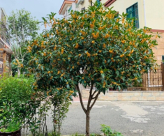 Sân không có cây, không phúc không lộc! Trồng 5 loại cây này, con cháu ngày càng phát đạt