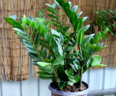 Tháng 5 cho cây kim tiền thưởng thức “món ăn vặt” này, lá mới mọc liên tục, cả chậu đầy “chuỗi tiền”