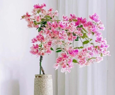Tháng 6 hãy nhanh tay làm một việc với hoa giấy, càng “tàn nhẫn” cây càng nở hoa rực rỡ