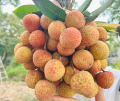Vải mua về vài hôm là thâm vỏ, học mẹ đảm làm theo cách này để cả tháng vẫn tươi ngon, thích ăn là có