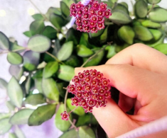“Vua” của thế giới cây xanh trong nhà, vừa ngắm lá ngắm hoa, vừa thơm ngát, nở từ đầu năm đến cuối năm
