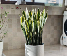 3 điều cấm kỵ khi trồng cây lưỡi hổ, 10 người thì 9 người sai, bảo sao cây mãi không lớn, chồi không mọc