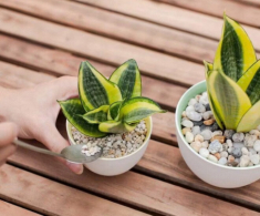 4 “hoa tài lộc” thích hợp cho người lười trồng ở ban công nhà, ít tưới nước cành lá vẫn sum suê