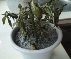 4 loại hoa “phá tài” người giàu chê nhưng người nghèo rất thích trồng, bảo sao vận không đổi