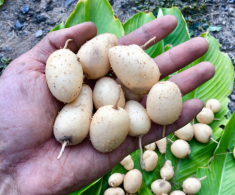 “Báu vật dưới lòng đất” có tên lạ, mỗi năm thu hoạch 1 lần, là món ăn tuổi thơ của người miền Tây nay trở thành đặc sản