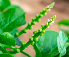 Bộ phận của loại cây quen thuộc tưởng bỏ đi, không ngờ là món ăn đặc sản có hương vị lạ, 50.000 đồng/kg nhà giàu “săn lùng”