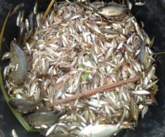 Cá “nhà nghèo” nay lên đời thành đặc sản dân thành phố săn lùng, đặt hàng trước cả tháng mới có
