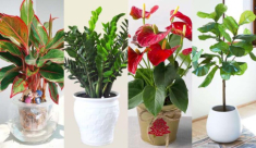 Cách chọn cây phong thủy để bàn theo từng mệnh giúp thăng tiến, may mắn và tài lộc
