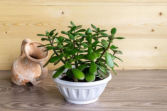 Cây cảnh phong thủy phòng lãnh đạo cho người mệnh Mộc