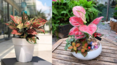 Cây cảnh phong thủy phòng lãnh đạo mệnh Hỏa giúp đem đến vận may, điềm lành trong cuộc sống