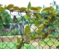 Cây dại leo hàng rào thành đặc sản ở thành phố, dân trồng một lần bán quanh năm, được ưa chuộng vì hương vị đặc biệt