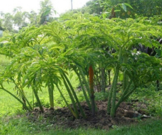 Cây dại ở bờ mương xưa ăn “cứu đói”, nay thành đặc sản khoái khẩu có hương vị đặc biệt, dân thành phố thích mê