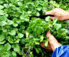 Cây mọc dại ở bờ mương thành đặc sản, dân thành phố ưa chuộng vì hương vị lạ, trồng 45 ngày là thu hoạch 
