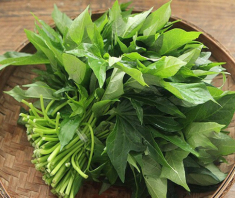 Cây này tưởng chỉ lấy củ nhưng phần lá tốt như thần dược, đem xào được món đưa cơm