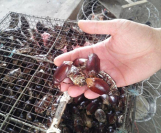 Con vật khiến nhiều người “sợ chết khiếp” là đặc sản gây nghiện của An Giang, xưa chỉ người nghèo ăn nay ai cũng lùng mua