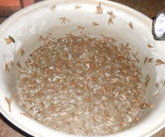 Con vật nhìn rợn gai ốc nhiều người xua đuổi lại là đặc sản của người Quảng Nam, mang hương vị của lòng hiếu thảo