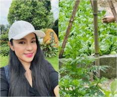 Cuộc sống “thôn quê” của Việt Trinh ở nhà vườn 3.000m2: Có vườn rau xanh thích mắt, ai nhìn cũng thấy an yên